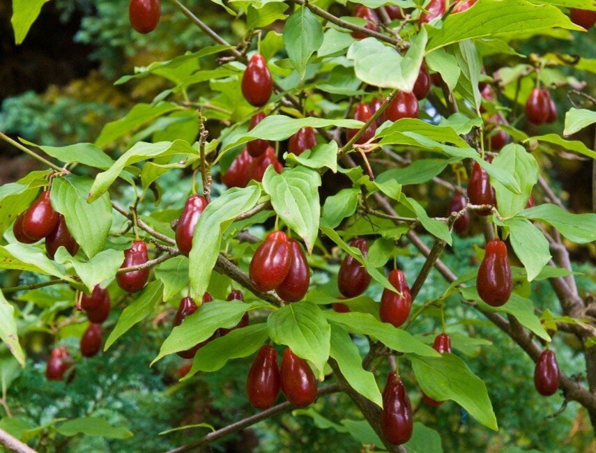 Кизил обыкновенный, - это плодовый вид дерена, кустарник или небольшое дерево высотой до 5-6 м. Цветет весной желтыми цветками, плодоносит в августе-сентябре. Используется для получения урожая кизиловых ягод.