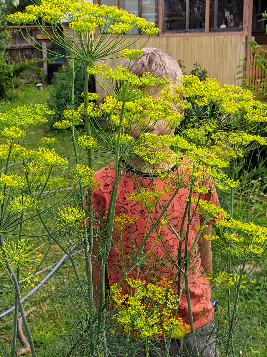 Лето 2022 г. Фото под названием "Мальчик и укропчик" 😊