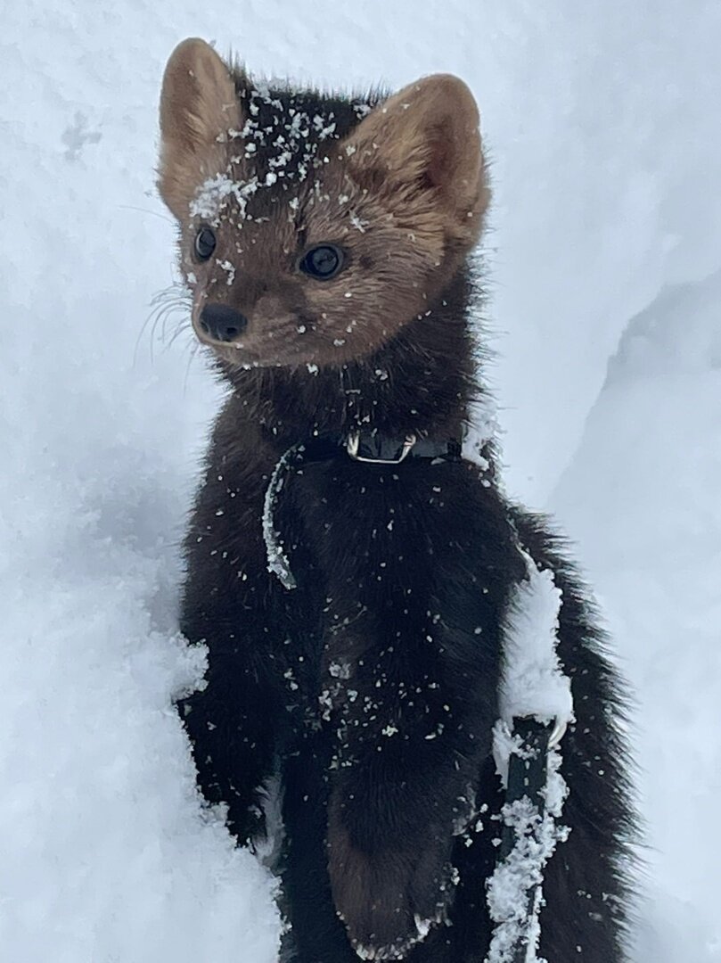 Соболь на выгуле