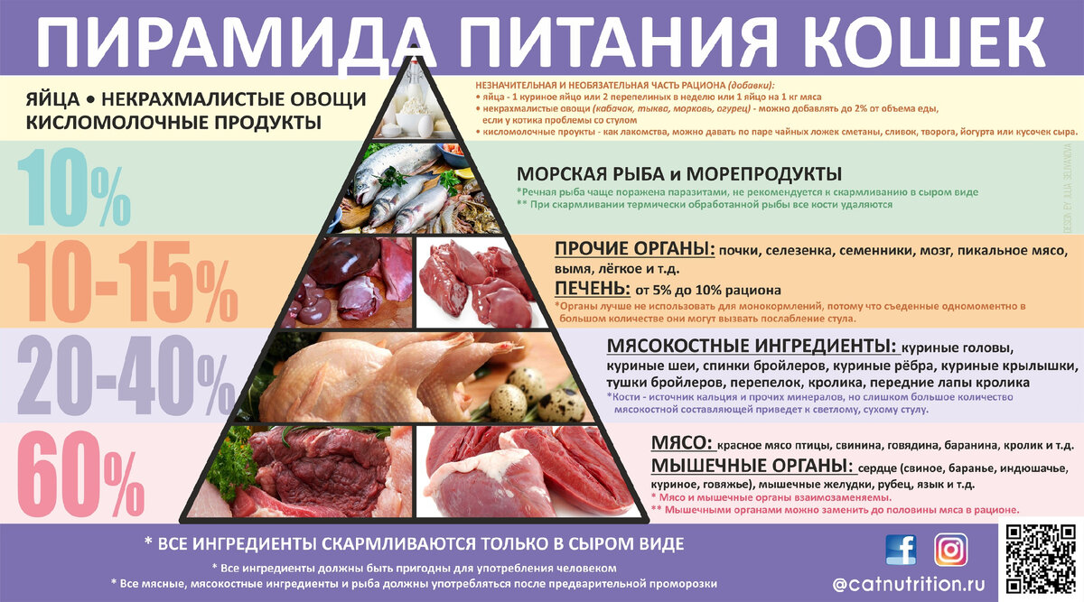 Пирамида питания кошек