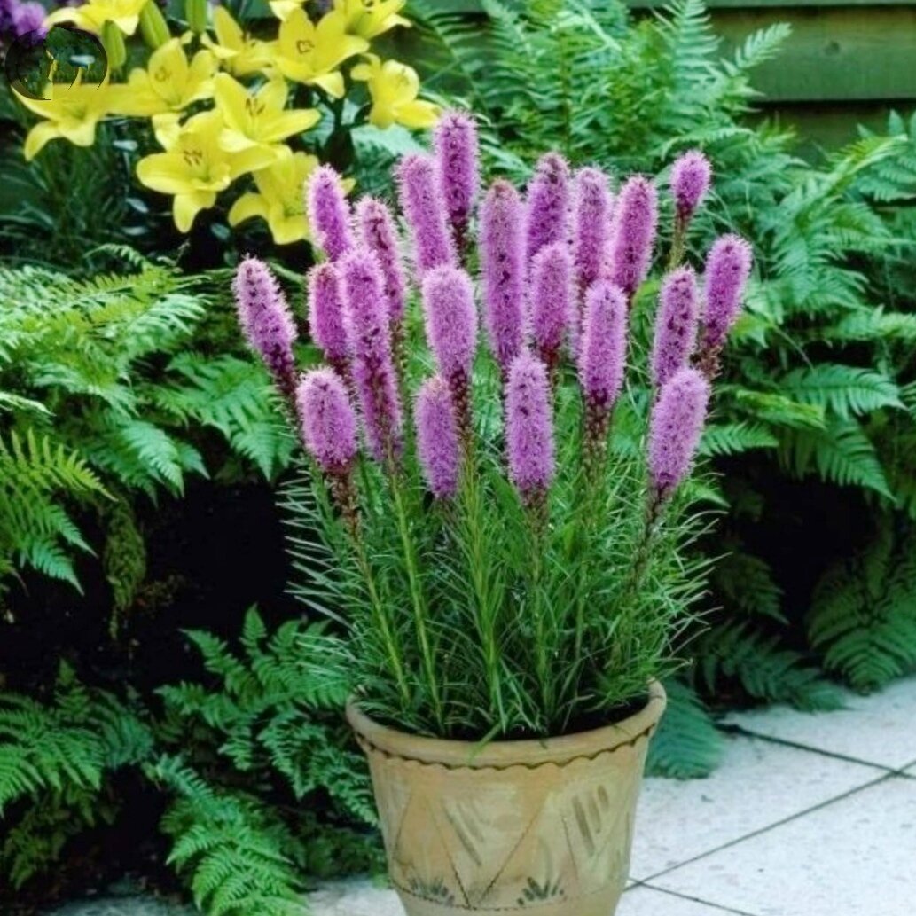 Лиатрис колосковый (Liatris spicata)