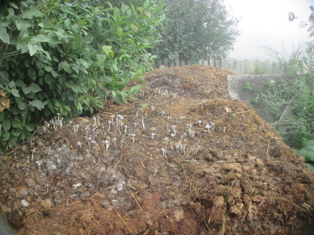 Копринусы на нашей куче. Грибы-навозники, произрастают только на очень плодородном субстрате. 