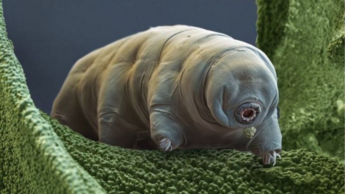 Какое животное самое сильное на планете