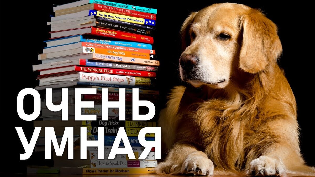 Яндекс картинка