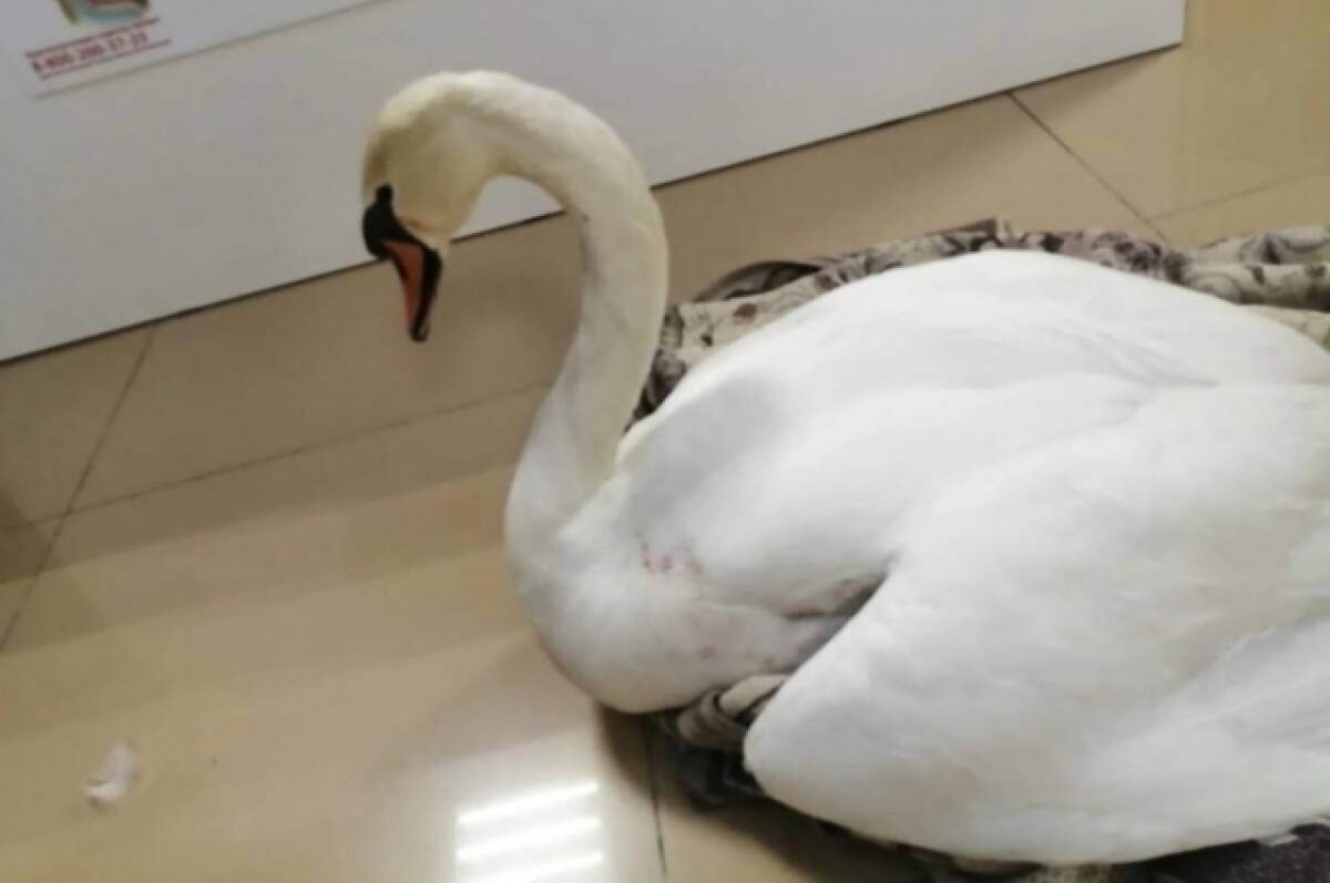    Полиция Кубани выясняет, кто всадил шесть пуль в лебедя в Анапе