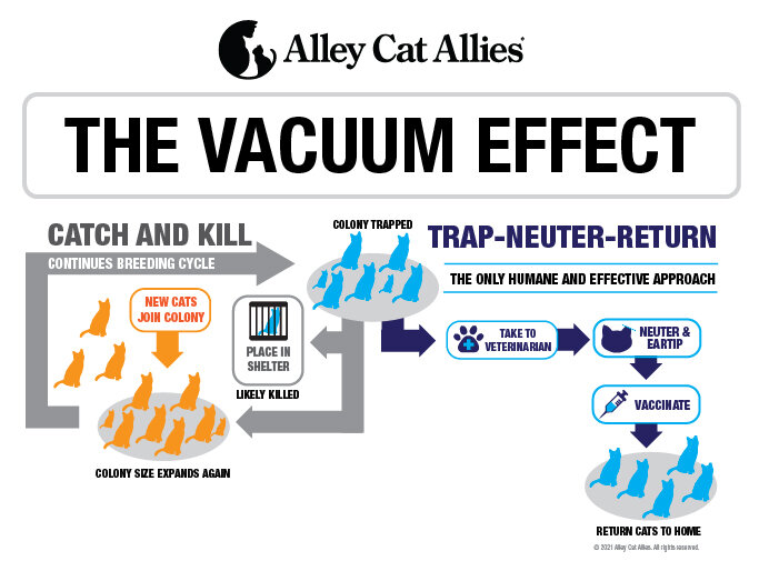 Эффект вакуума на примере кошек