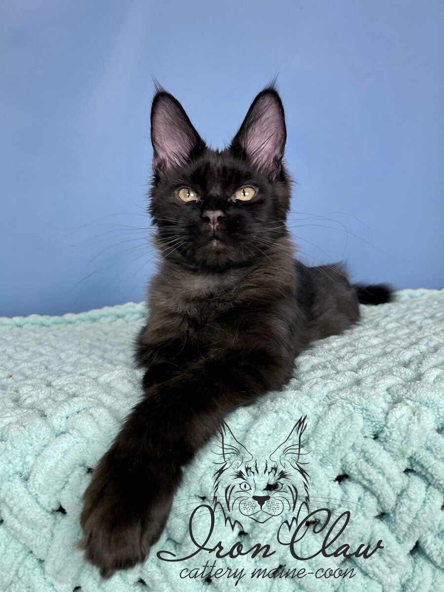 Окрас n (черный сОлидный)