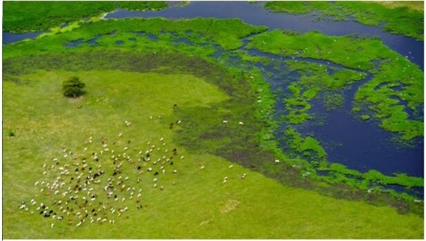 Стада на болоте