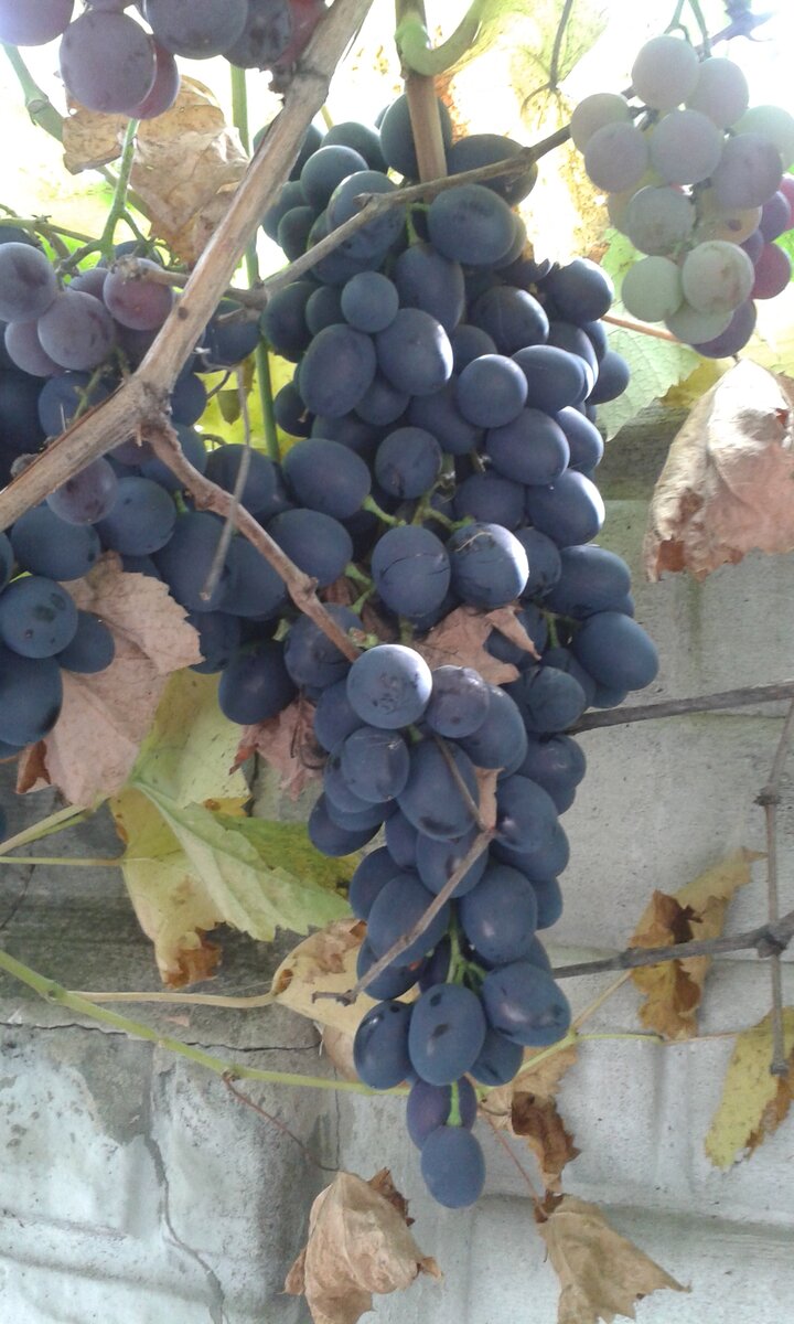 Фото 23 сетября 2018 года. Можно видеть и урожай, и состояние винограда.