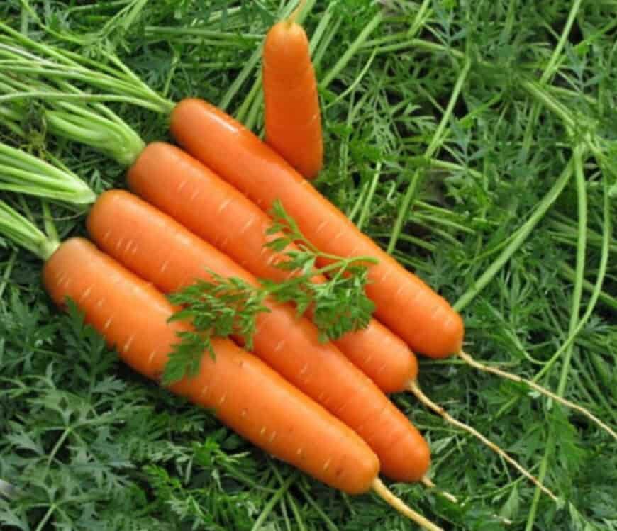 Разноцветная морковь на вашей грядке. За или против ?