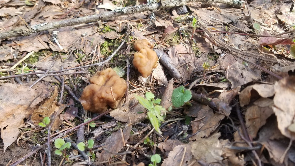 Пока ещё малыши