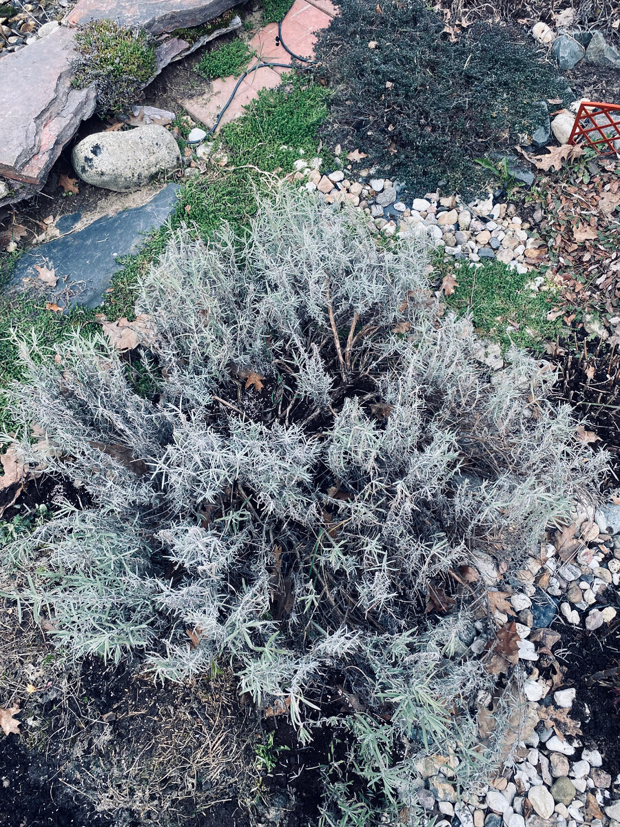 Моя уже постриженная лаванда. Везде фото автора;