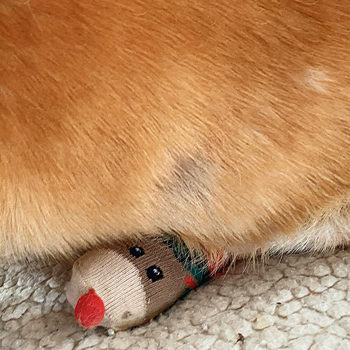 Дырка в боку. Носочки не спасли.