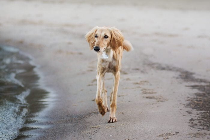 Редкие породы собак