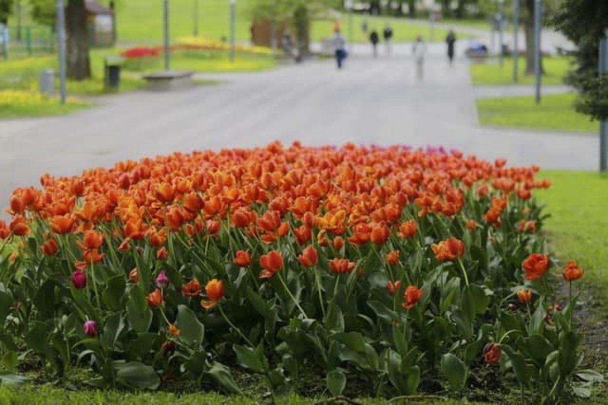    Плохо перезимовавшие газоны в Пскове посеют заново по гарантии