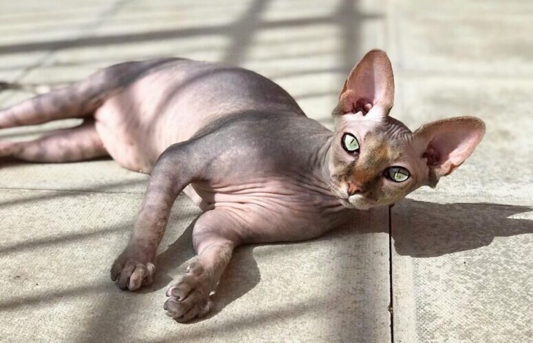    Внешним видом они напоминают инопланетные существа