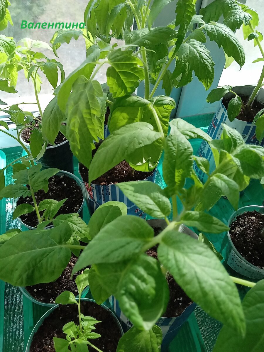 На первом плане "Чёрный айсберг". 