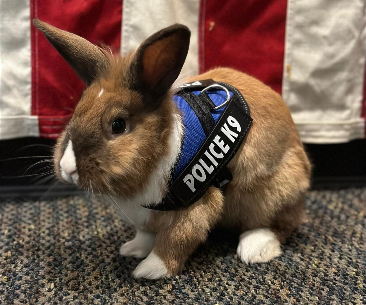     Кролик поступил на службу в полицию Калифорнии. Он все время бездельничает, но занимает одну из ключевых должностей