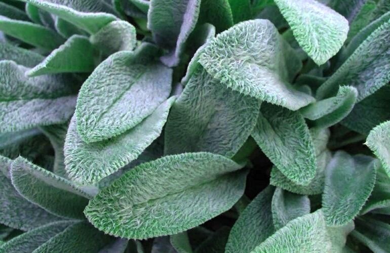 Овечьи ушки