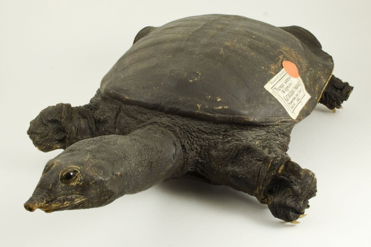 Китайский трионикс Pelodiscus sinensis (Приморский край, Владивосток, 1966г.) 
Экспонат Зоологического музея и гербария им. Э.А.Эверсмана