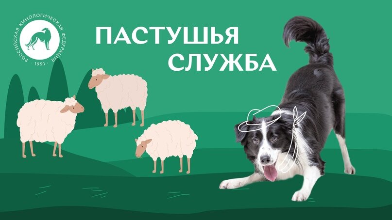 Все о пастушьей службе. Источник: РКФ – Российская кинологическая федерация