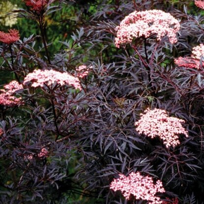 Бузина черная Black Beauty Черная красота фото в свободном доступе в интернете