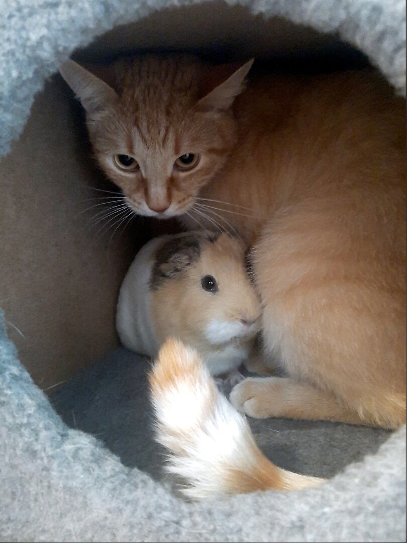 Если мне не подобрать фото к статье по теме, публикую котиков.