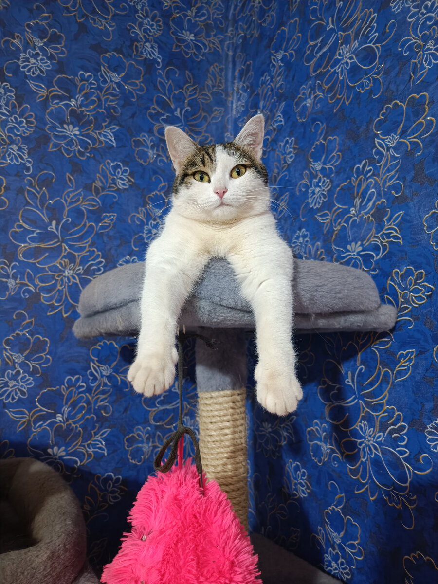 Пример правильного кормления или как Кира из истощенного комка с рахитом превратилась в здоровую кошку с умеренной хомячковостью.