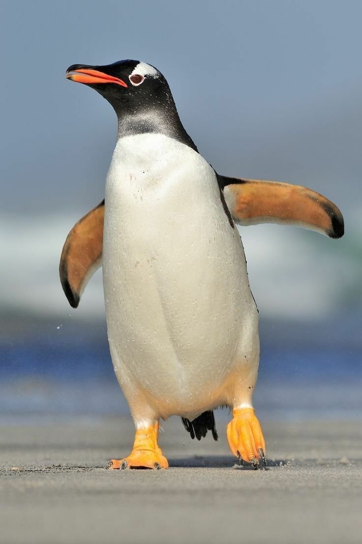Вы не поверите, как быстро плавают пингвины! Они обгоняют всех остальных  морских птиц в скорости! | Интересные Факты | Дзен