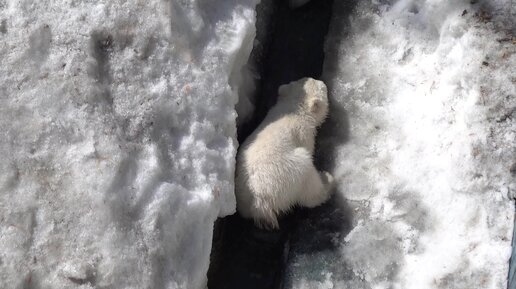 Медведи нашли воду. Воды кот наплакал, но медвежата очень рады. 19.04.2023