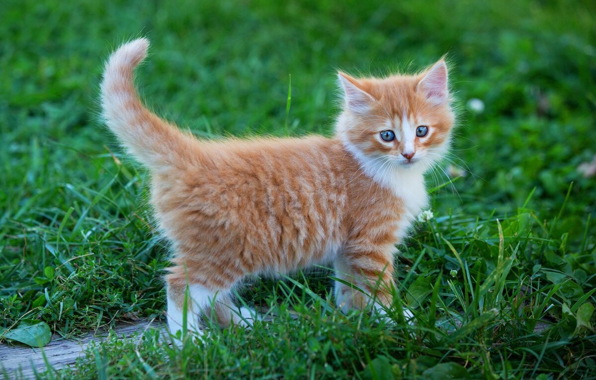 Фото с goodfon.ru для примера