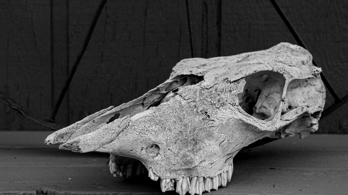     Накануне в соцсетях появилась видеозапись, которая показывала оголившееся после зимы незаконное захоронение. Располагается опасный объект между железнодорожными станциями Комсомольск-2 и Силинка.