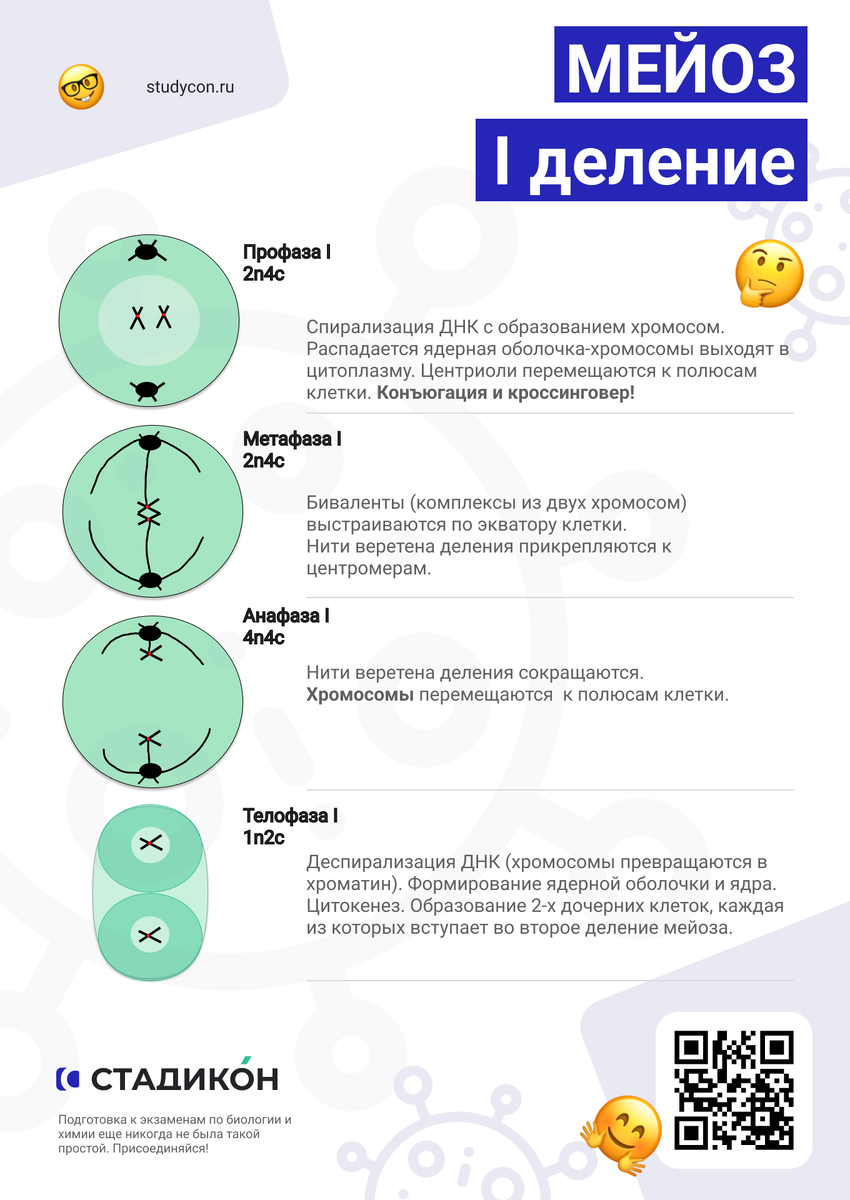 Мейоз 1 деление - редукционное
