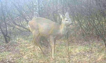 Косуля весной