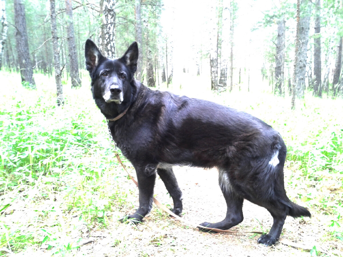 Фрейя. Фото из архива Нины.