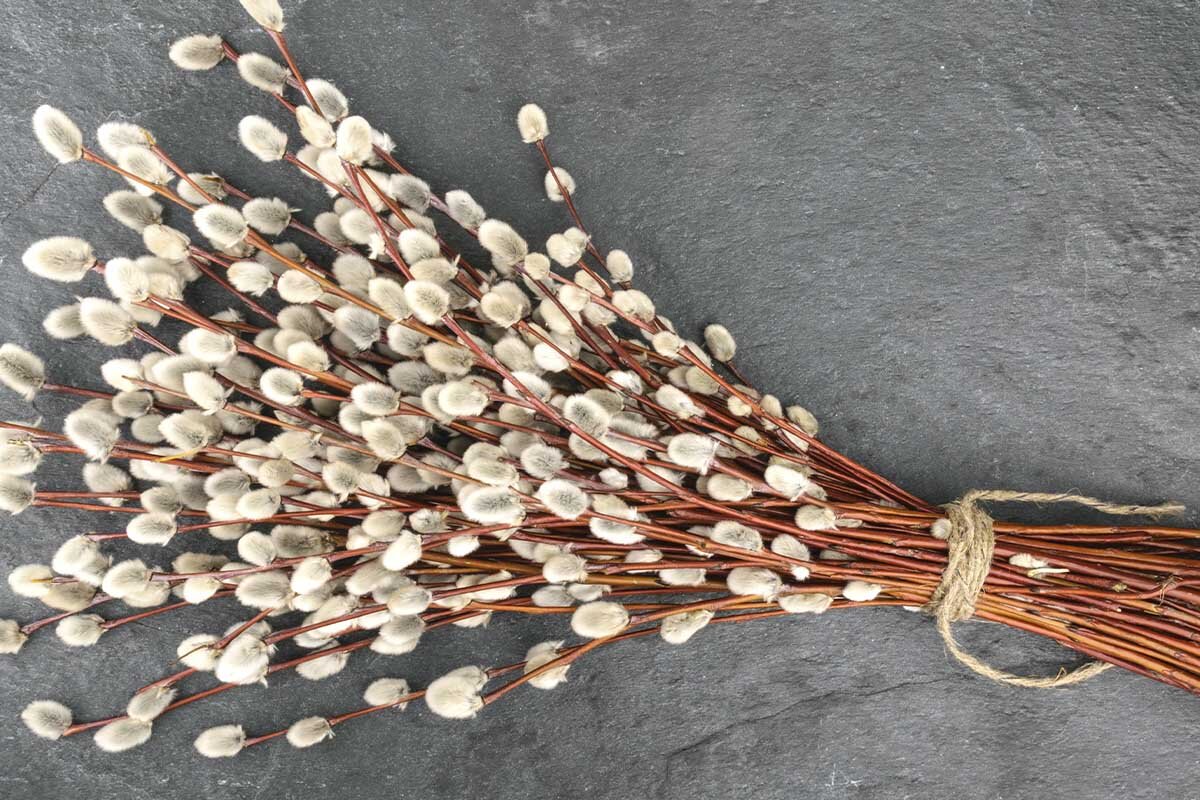 С вербным воскресеньем. Ветви вербы. Верба в храме. Верба на вербное воскресенье. Жемчужная верба.