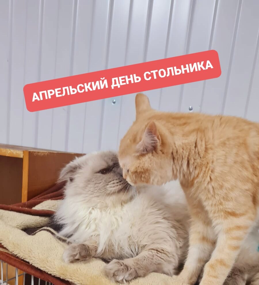 Это котики планируют 