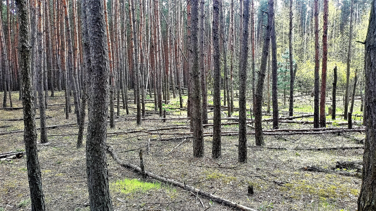 Фото автора. В лесу очень много валежника. Раньше такого не было, лес как-то подчищали...Лесники следили за лесом в СССР, ухаживали за нашей Природой.