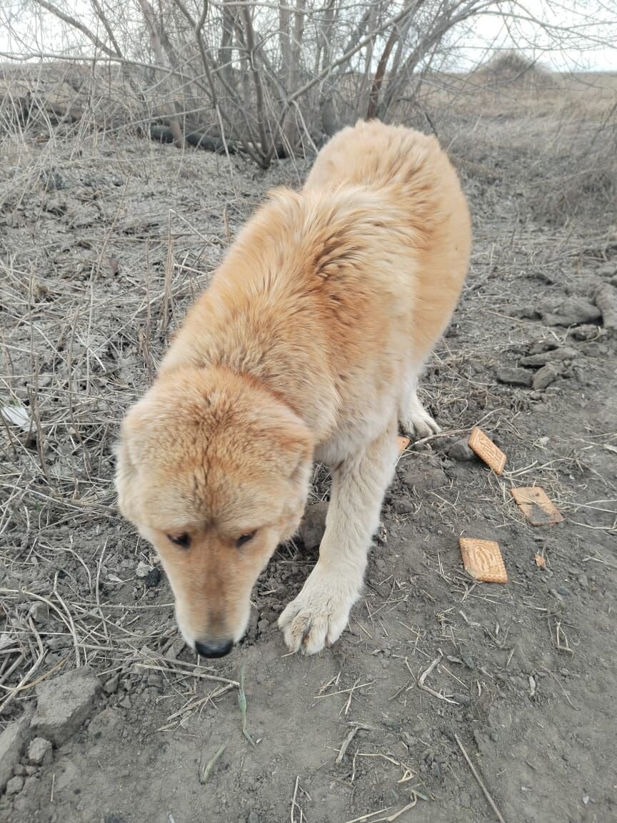 Девочка погибала на обочине дороги