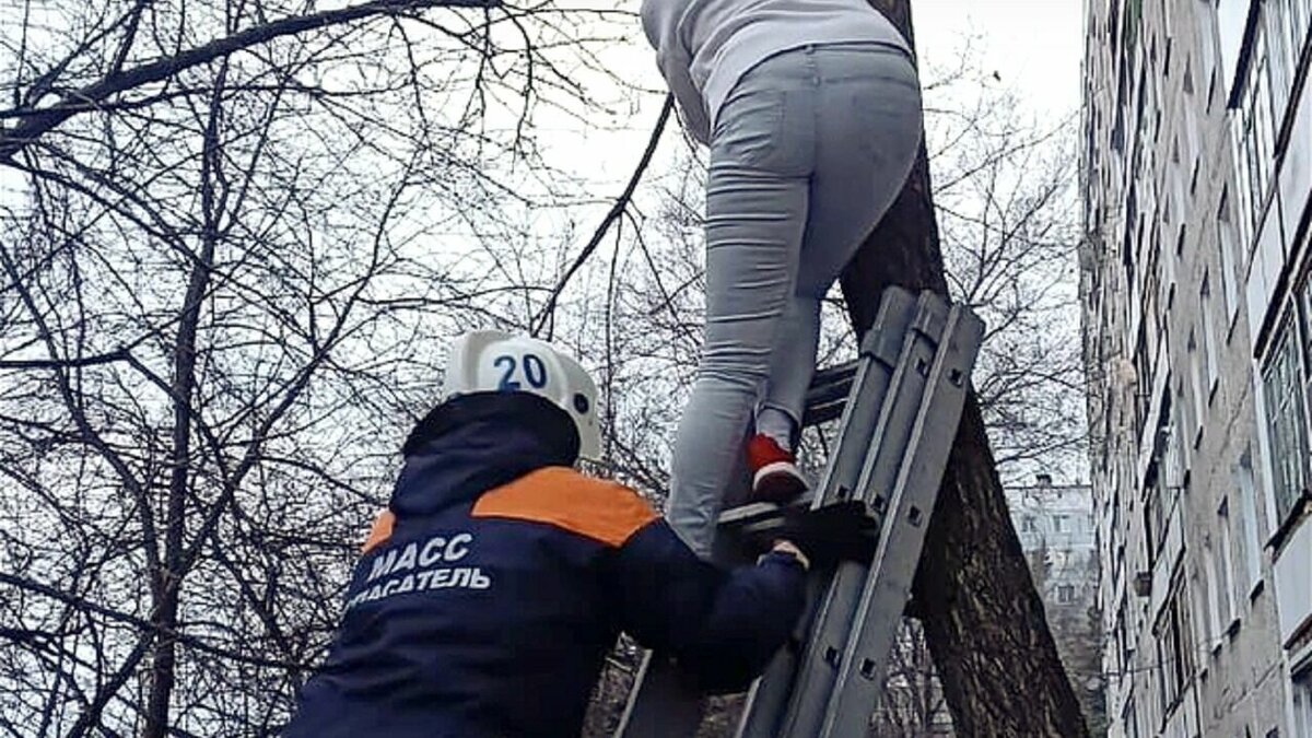 В Новосибирске женщина и ее кошка застряли на дереве высотой в 3 этажа дома  | Atas.info | Дзен