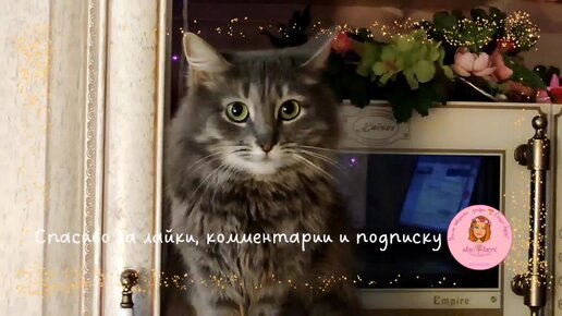 🌱 Радость от дождя ☔💦🌂 набитые пузики 🍴🍱 и сладкое посапывание 🐱