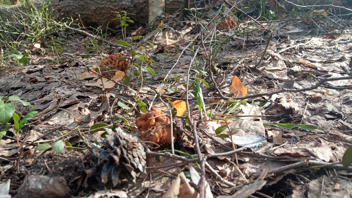 Сколько строчков на фото? 