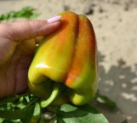 Внешний вид и форма растения