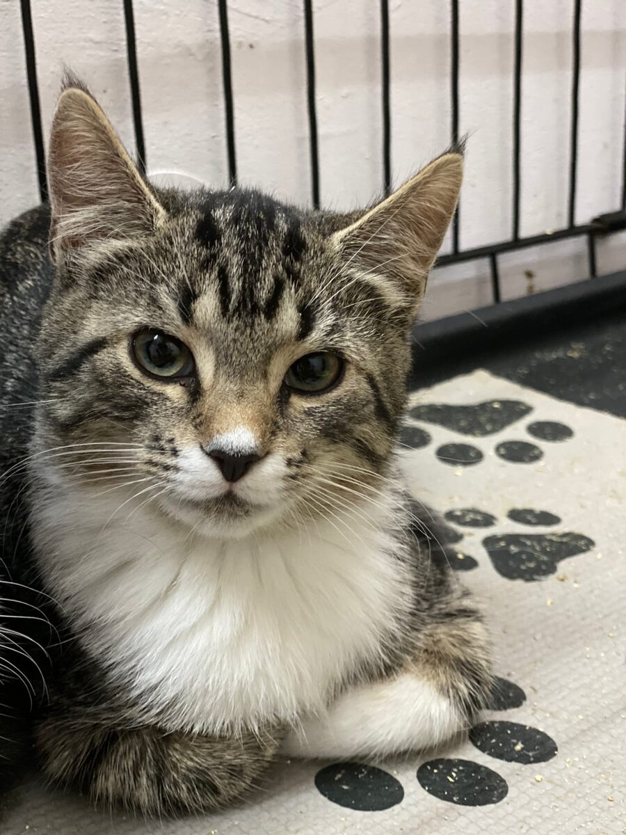 На этот фото Демон еще Денвер