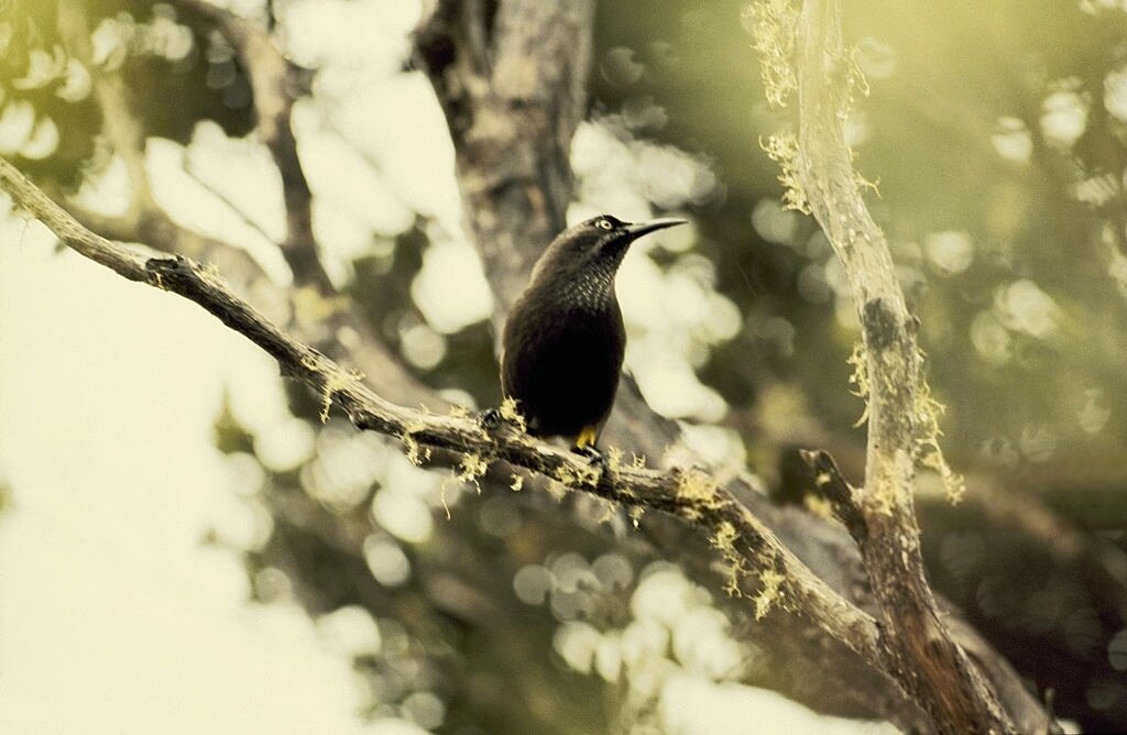 Чешуегорлый мохо. Кадры, сделанные Джоном Л. Синкоком - один из нескольких человек, снимавший эту птицу