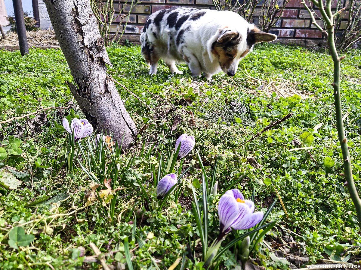 Корги Тильда что-то нашла. Может быть, медведку.