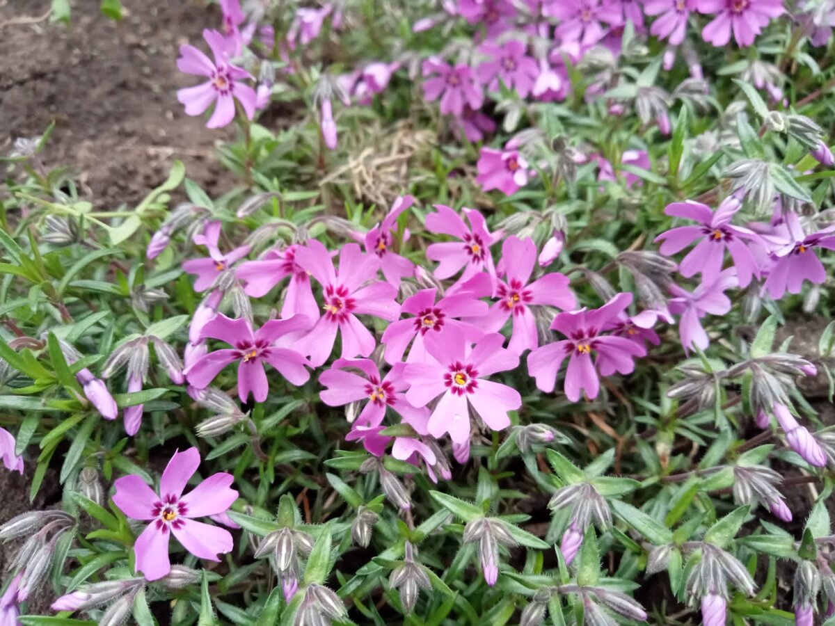 Фото автора. Цветы из моего палисадника