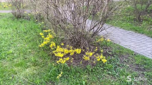 Не цветет форзиция в городском саду...