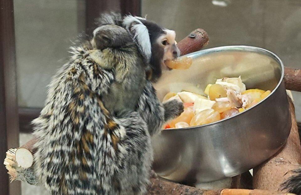    Самец игрунки с детенышами на спине. Фото: vk.com/mprur