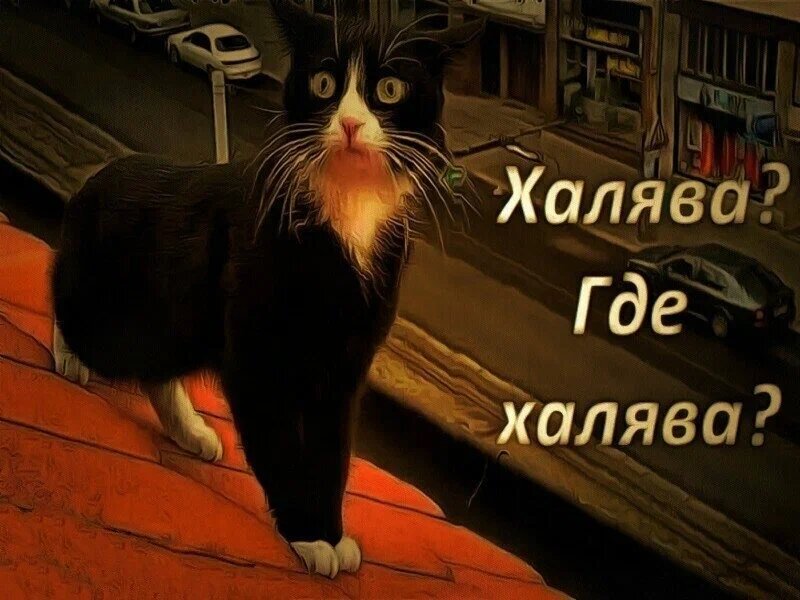 Халява - священна!